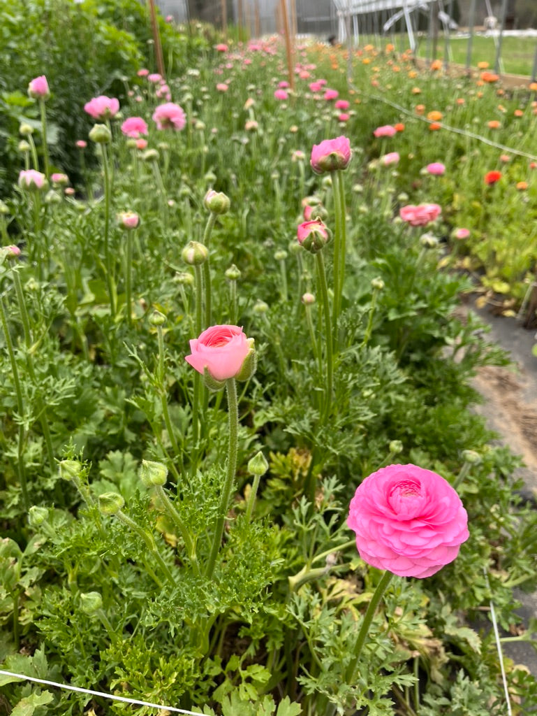 Ranunculus Flower Club