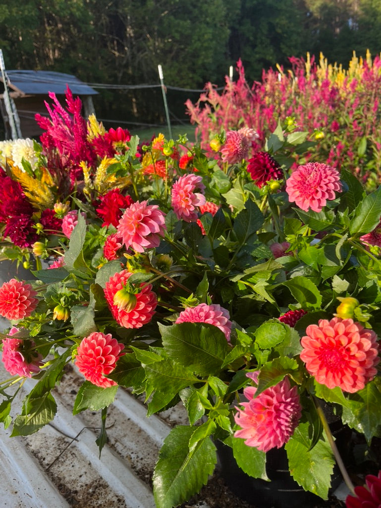 Premium Fall Flower Subscription