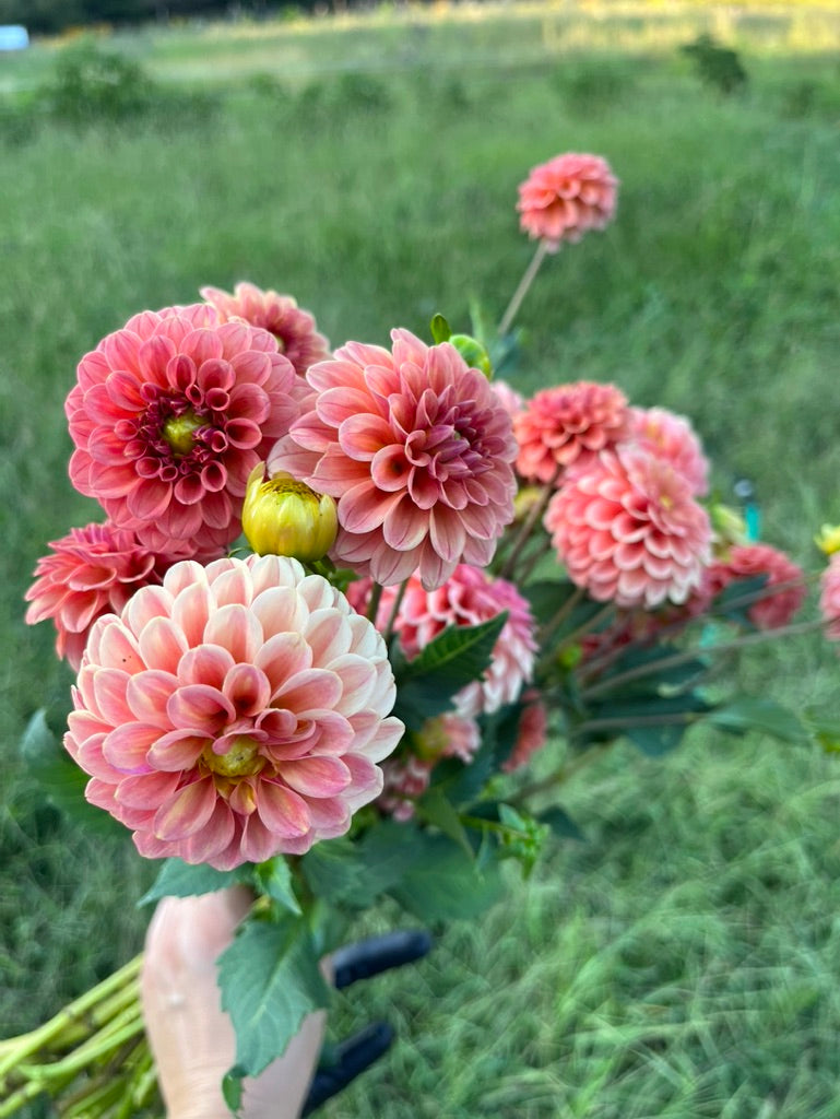 Dahlia Design Workshop (Saturday - Sept 20, 2025)