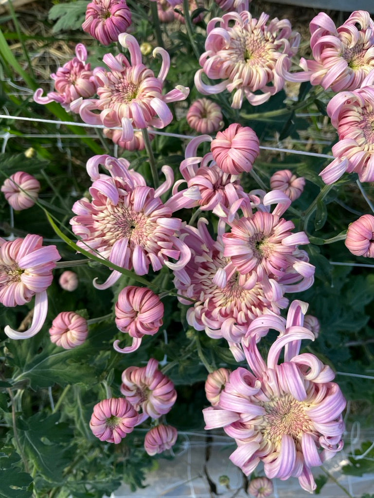 Heirloom Mum Subscription