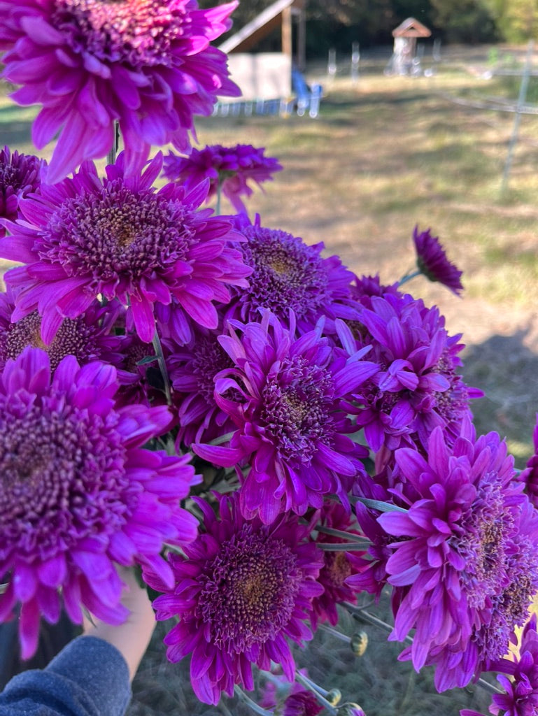 Heirloom Mum Subscription