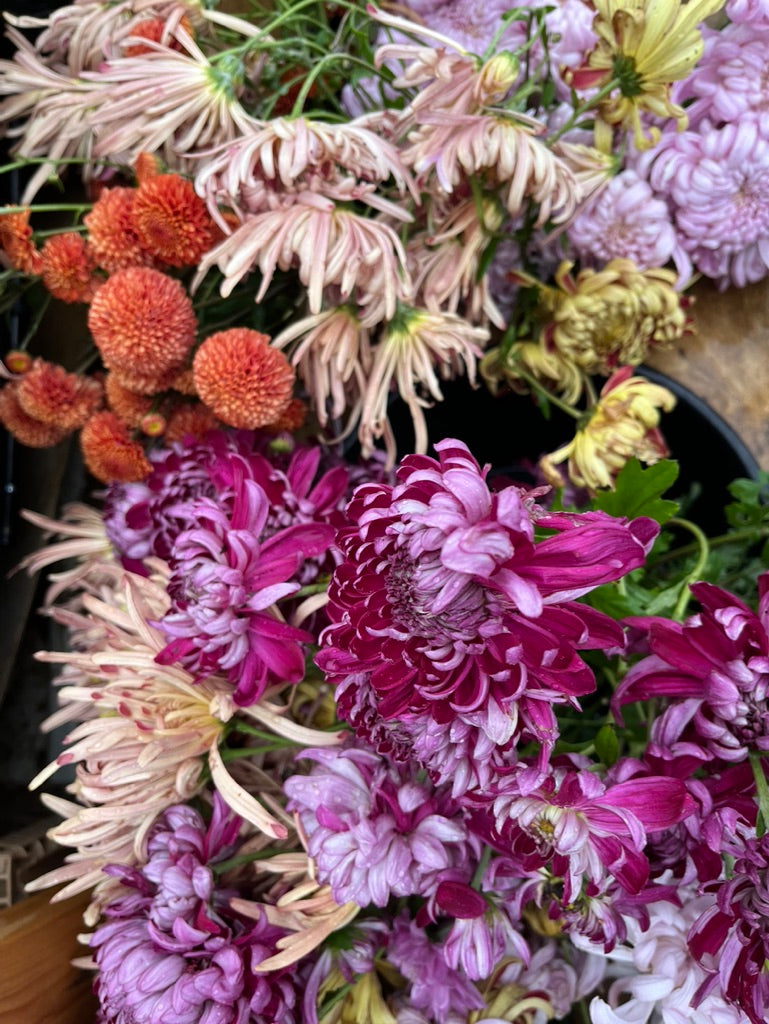 Heirloom Mum Subscription