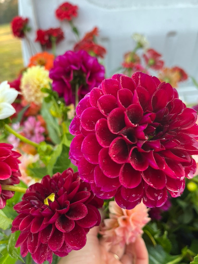 Dahlia Subscription