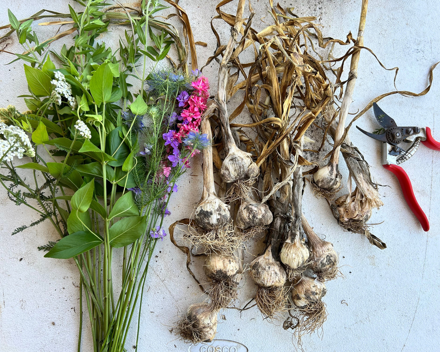 Garlic Braiding