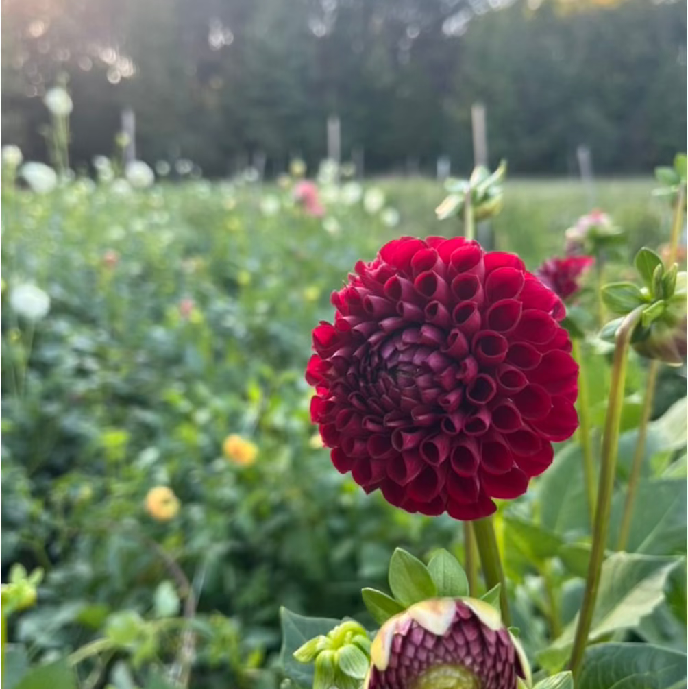 Pumpkin Patch