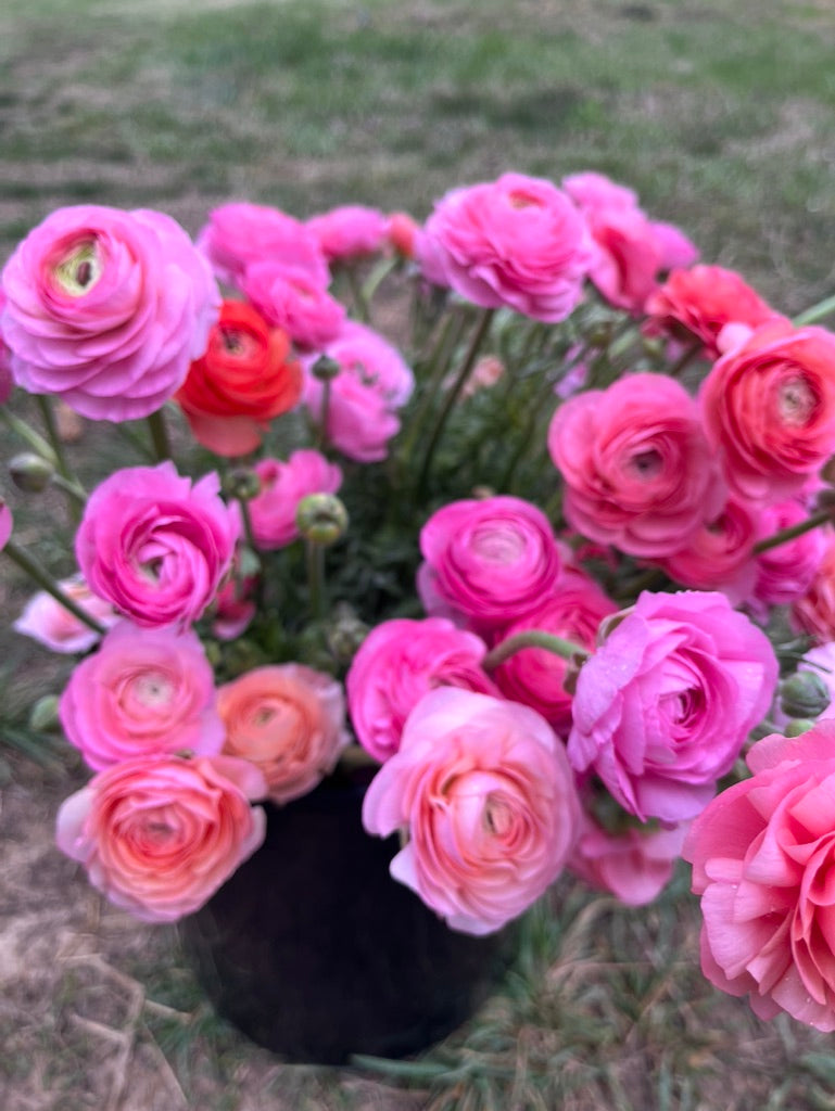 Ranunculus Flower Club