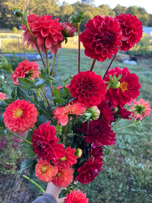 Fall Dahlia Flower Club