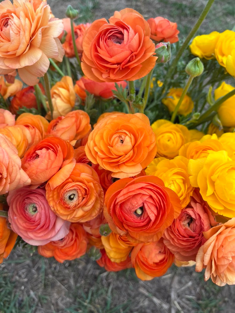 Ranunculus Flower Club