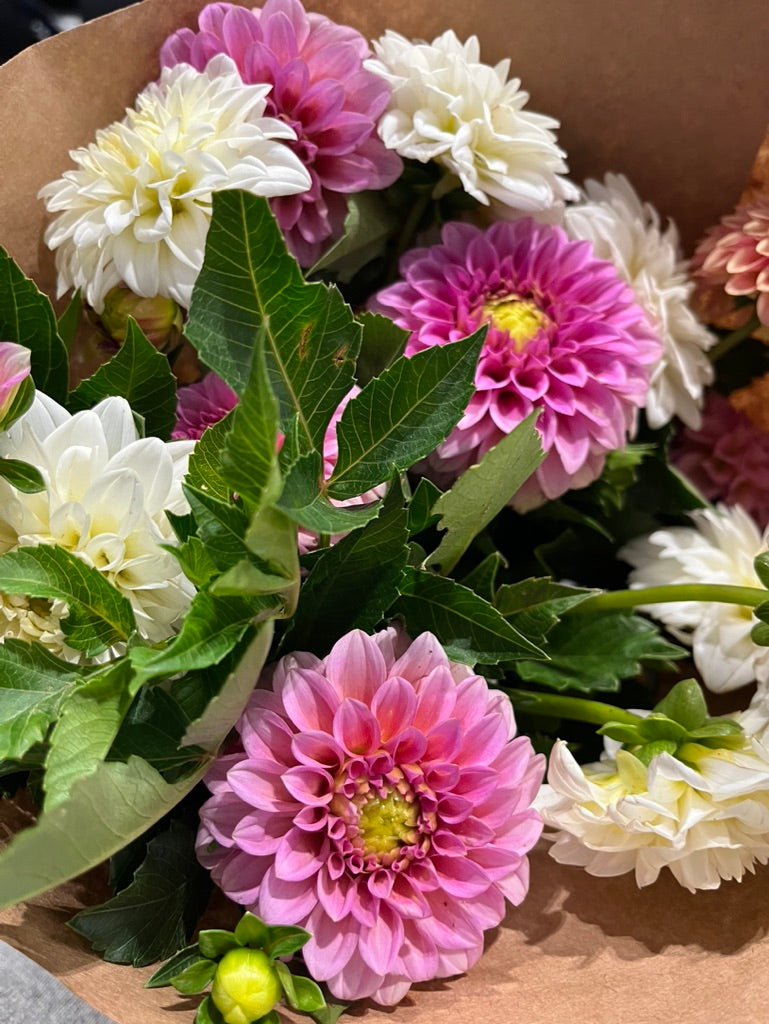 Dahlia Subscription