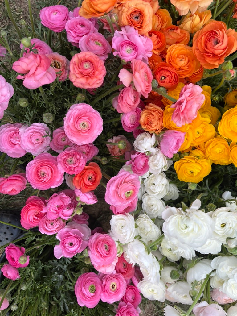 Premium Spring Flower Club