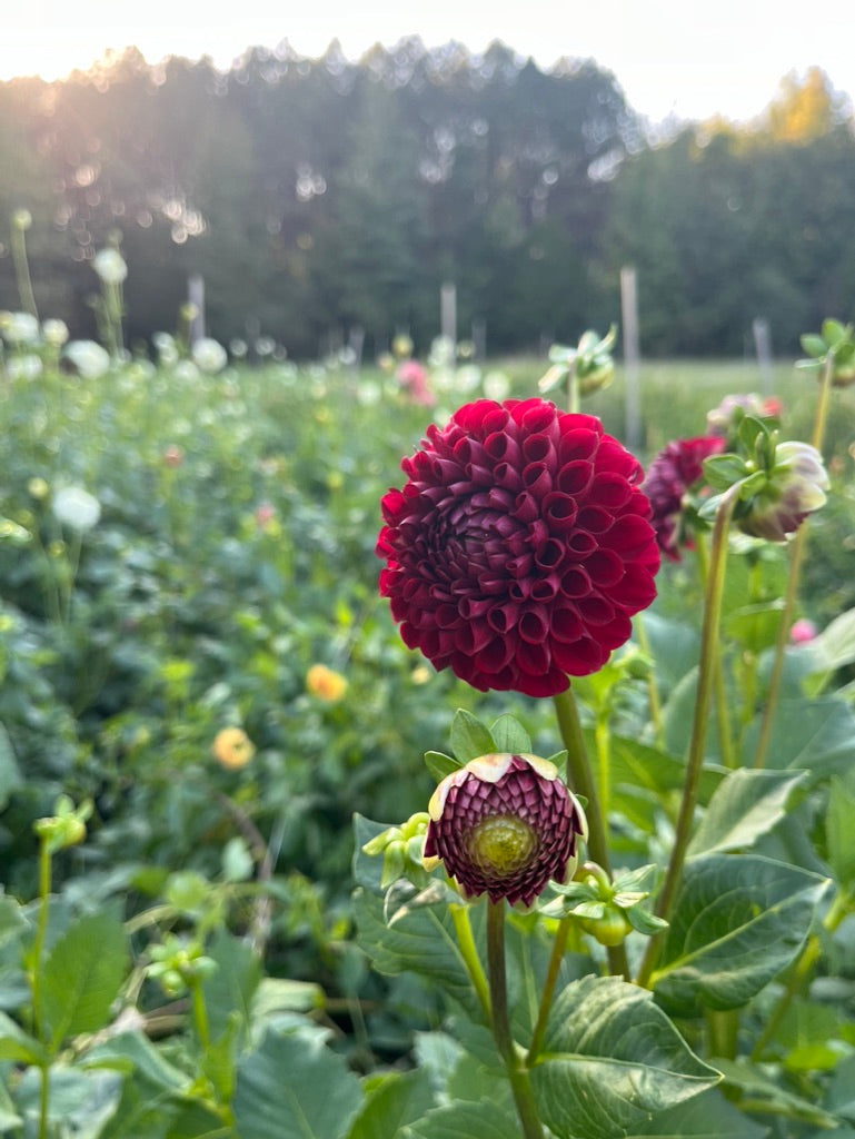 Dahlia Design Workshop (Saturday - Sept 20, 2025)