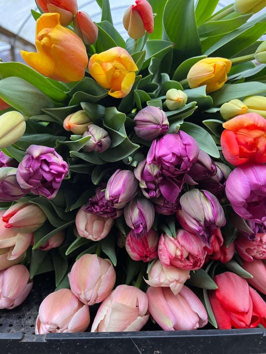 Premium Spring Flower Subscription