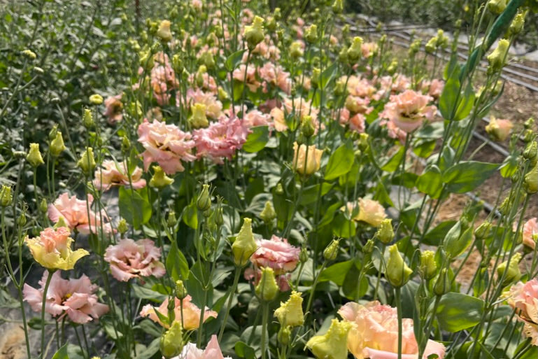 Fudgetown Farm photo 6
