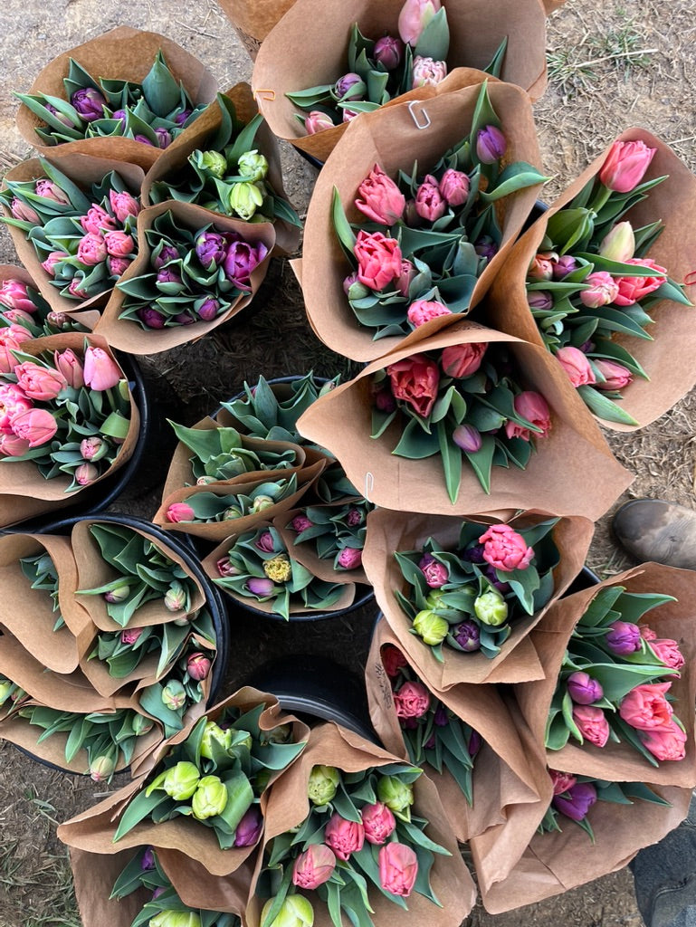 Specialty Tulip Club