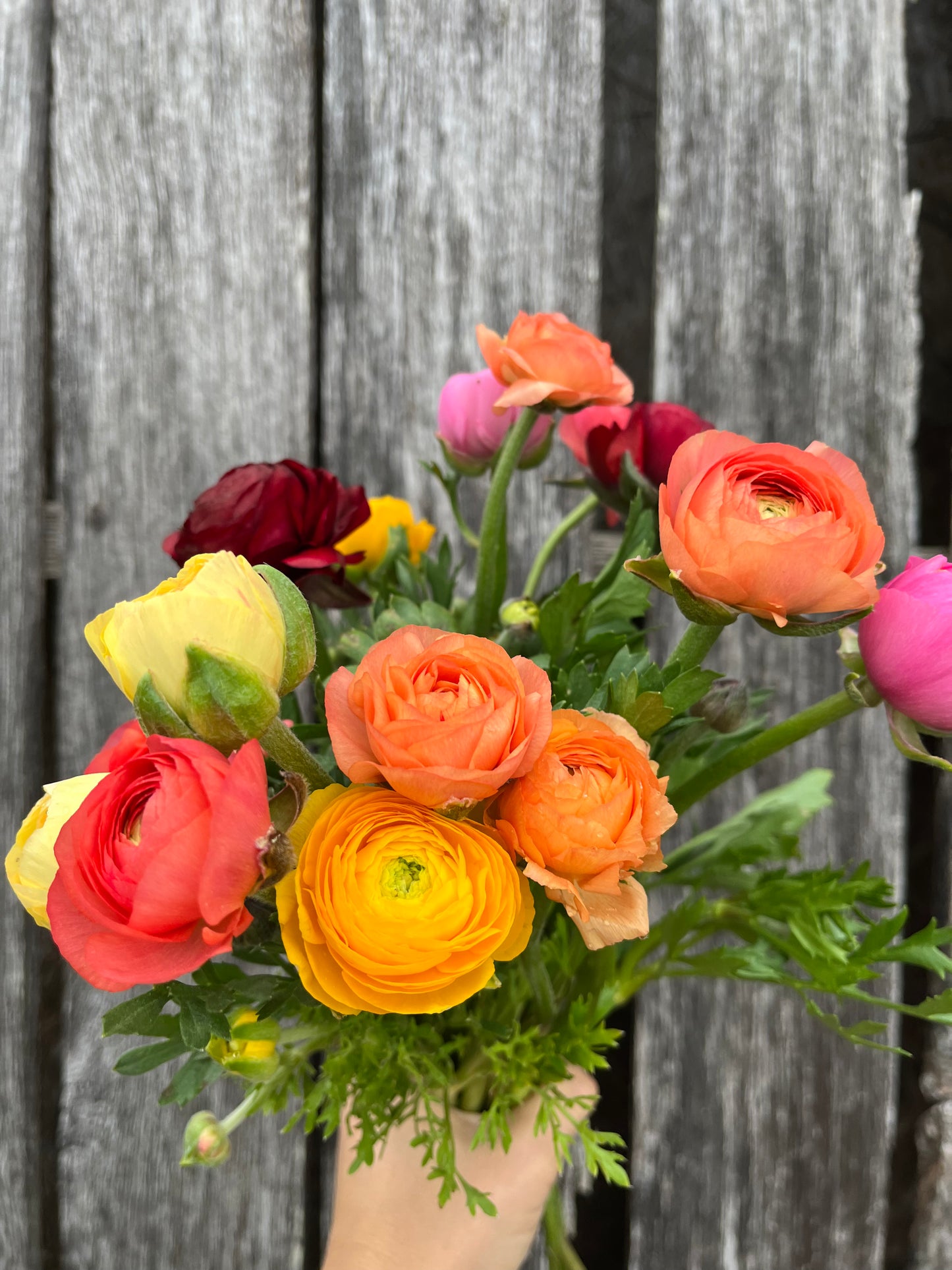 Ranunculus Subscription