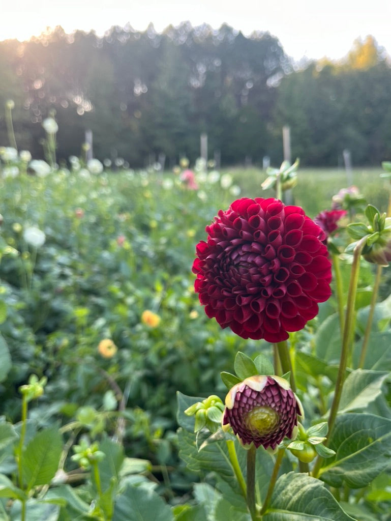 Dahlia Subscription