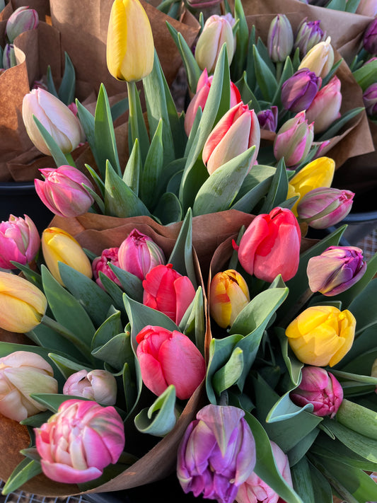 Specialty Tulip Club