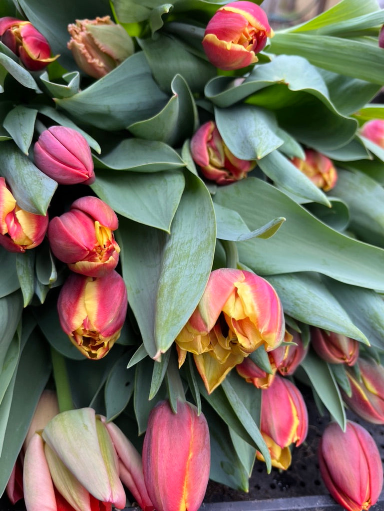 Specialty Tulip Club