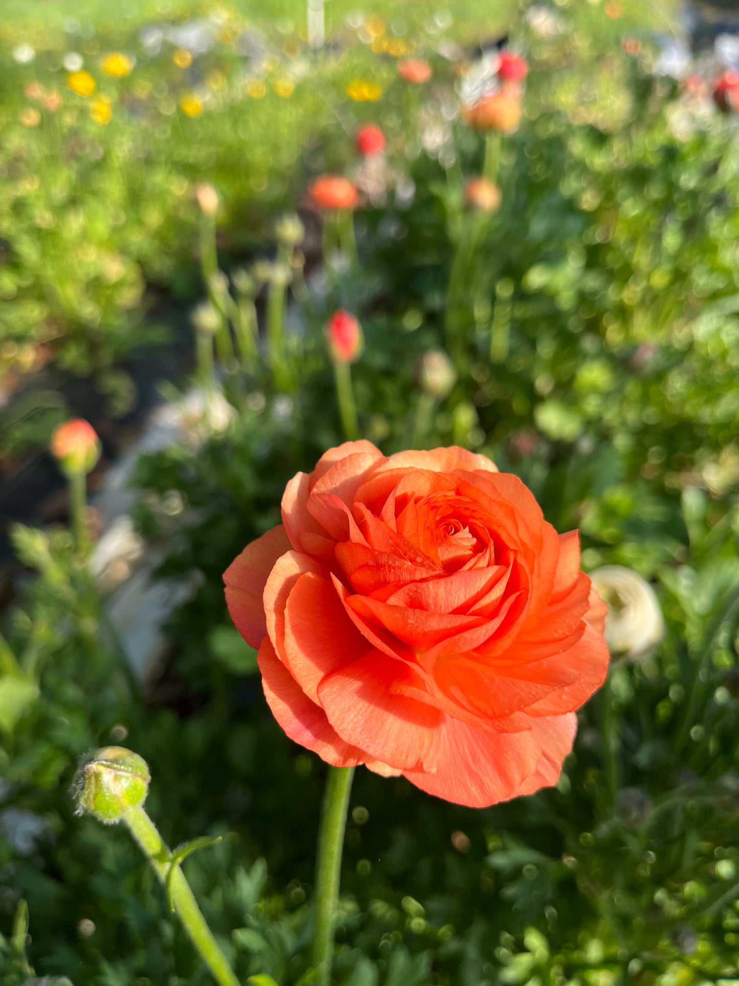 Ranunculus Subscription