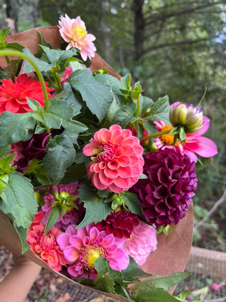 Dahlia Subscription