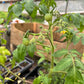 Summer Garden Box