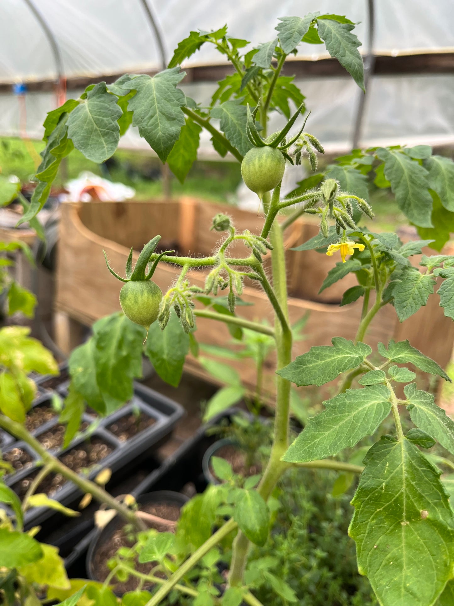 Summer Garden Box