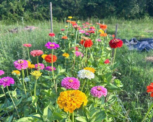 Sunset Flower U-Pick