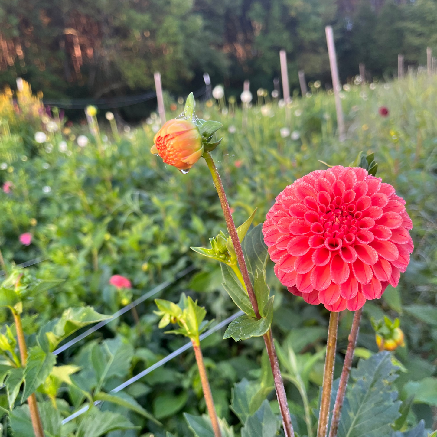 Dinner in the Dahlias