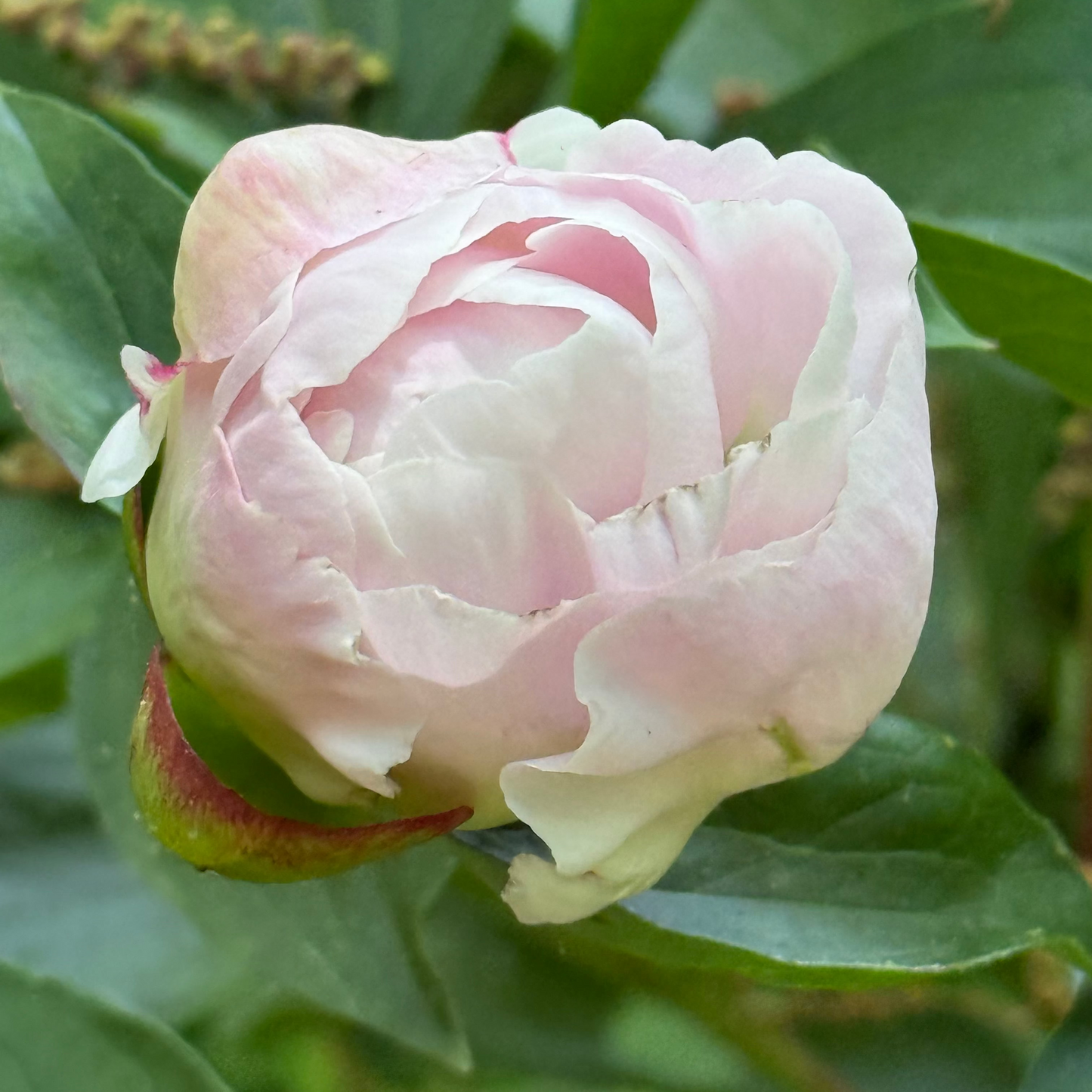 FREE Fall Bulb Workshop
