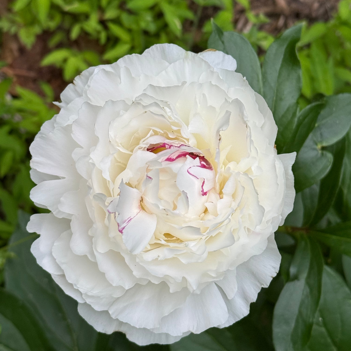 FREE Fall Bulb Workshop