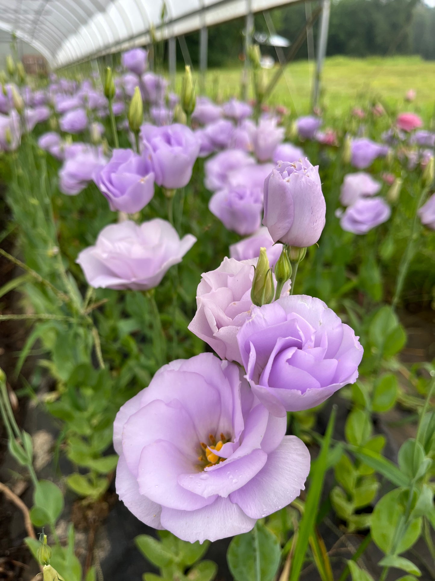 Summer Lisianthus Flower Club