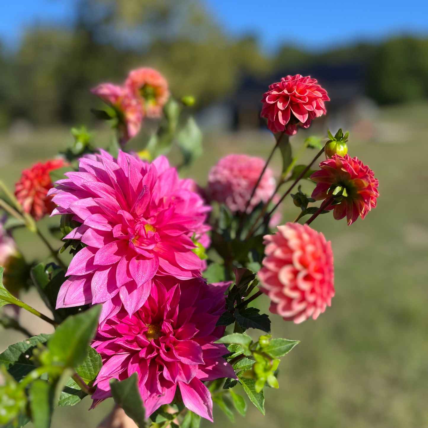 Dinner in the Dahlias