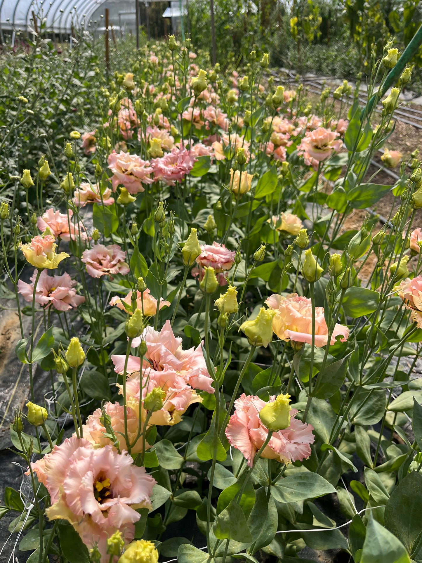 Summer Lisianthus Flower Club