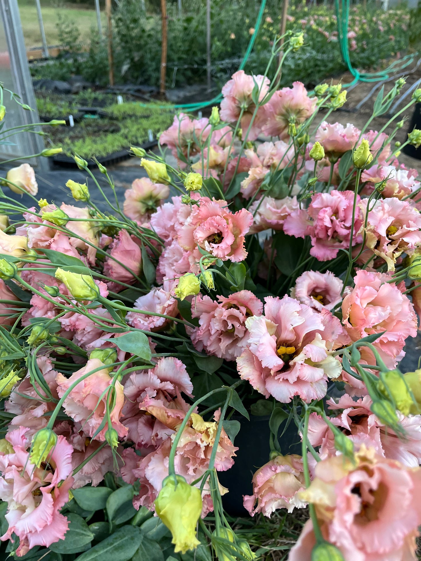 Summer Lisianthus Flower Club