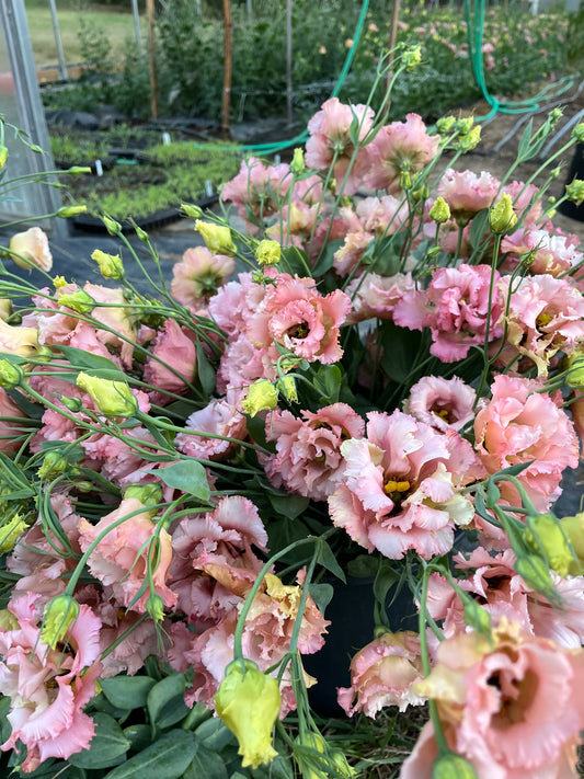 Summer Lisianthus Flower Club