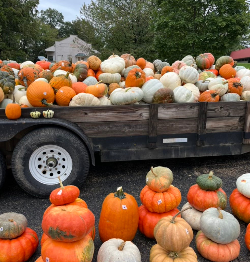 Pumpkin Patch