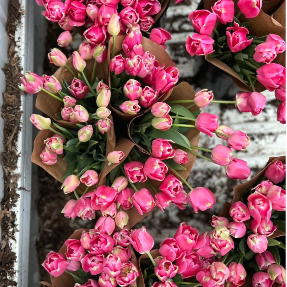 FREE Fall Bulb Workshop