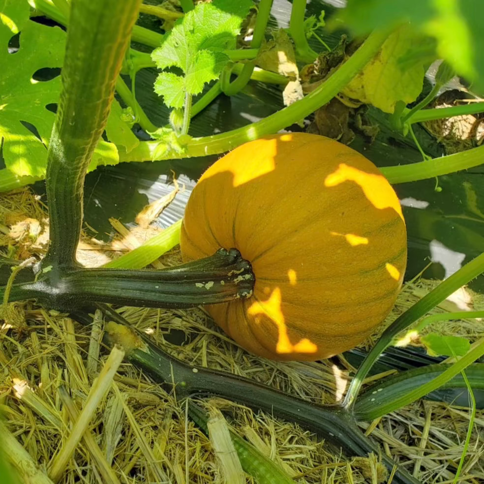 Pumpkin Patch